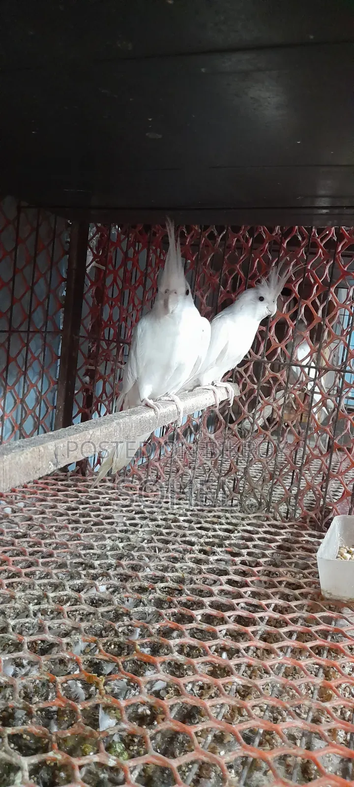 Cockatiel Bird