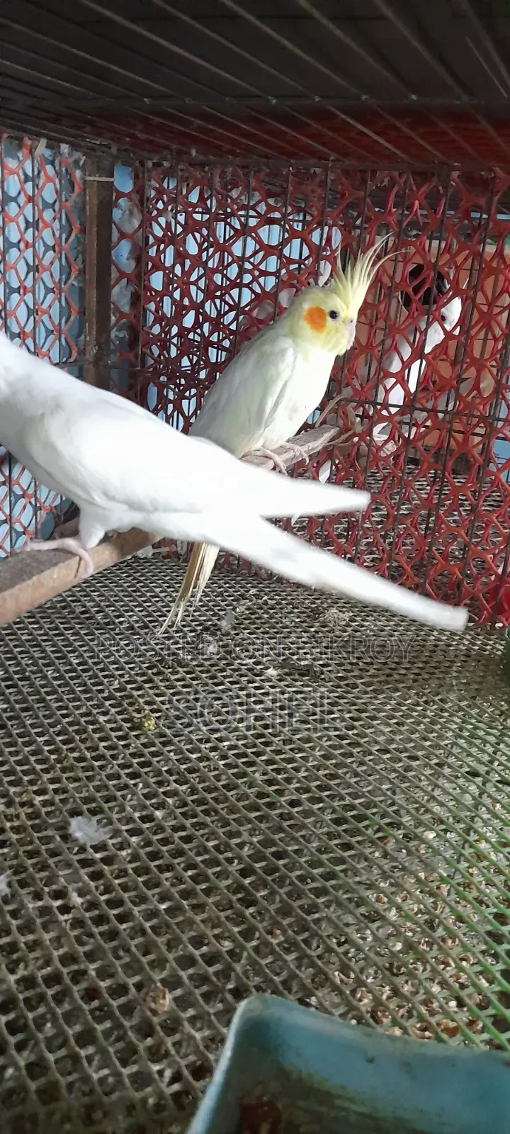 Cockatiel Bird