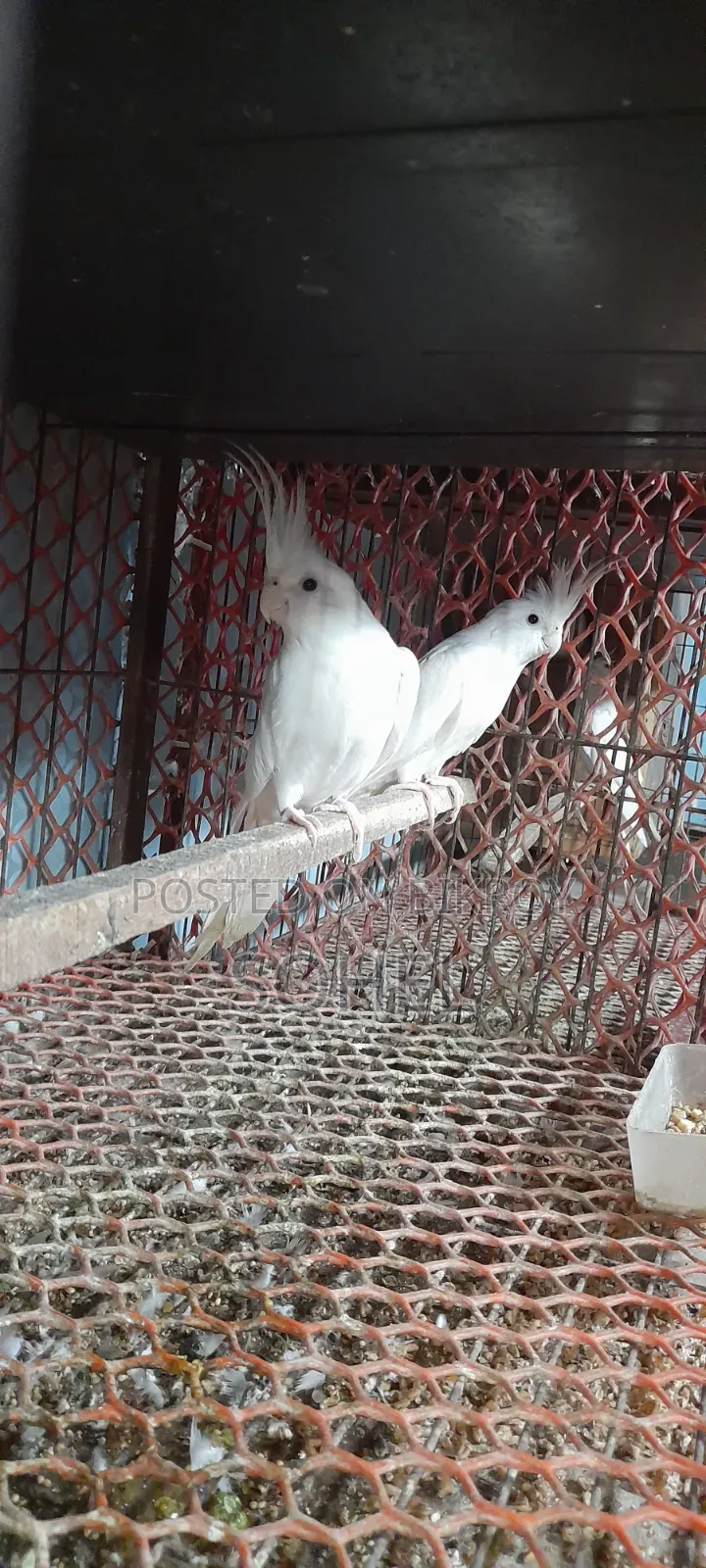 Cockatiel Bird