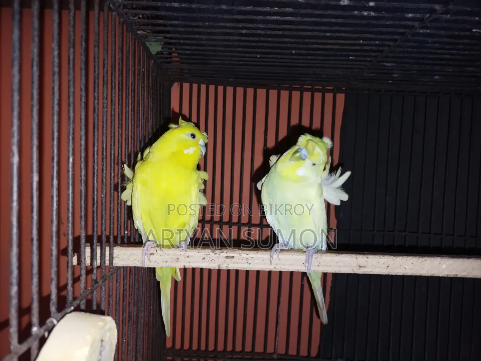 1 Pair Japanese Budgerigar Birds