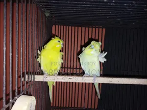 1 Pair Japanese Budgerigar Birds