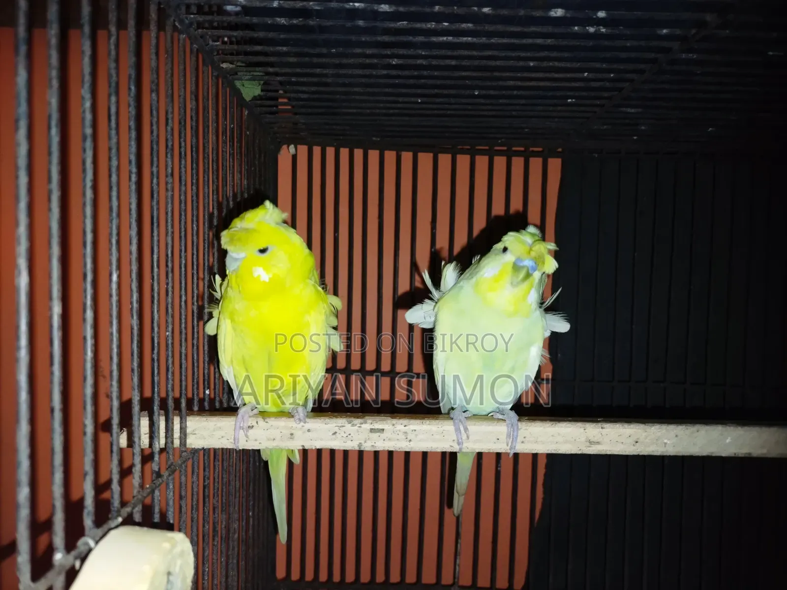 1 Pair Japanese Budgerigar Birds