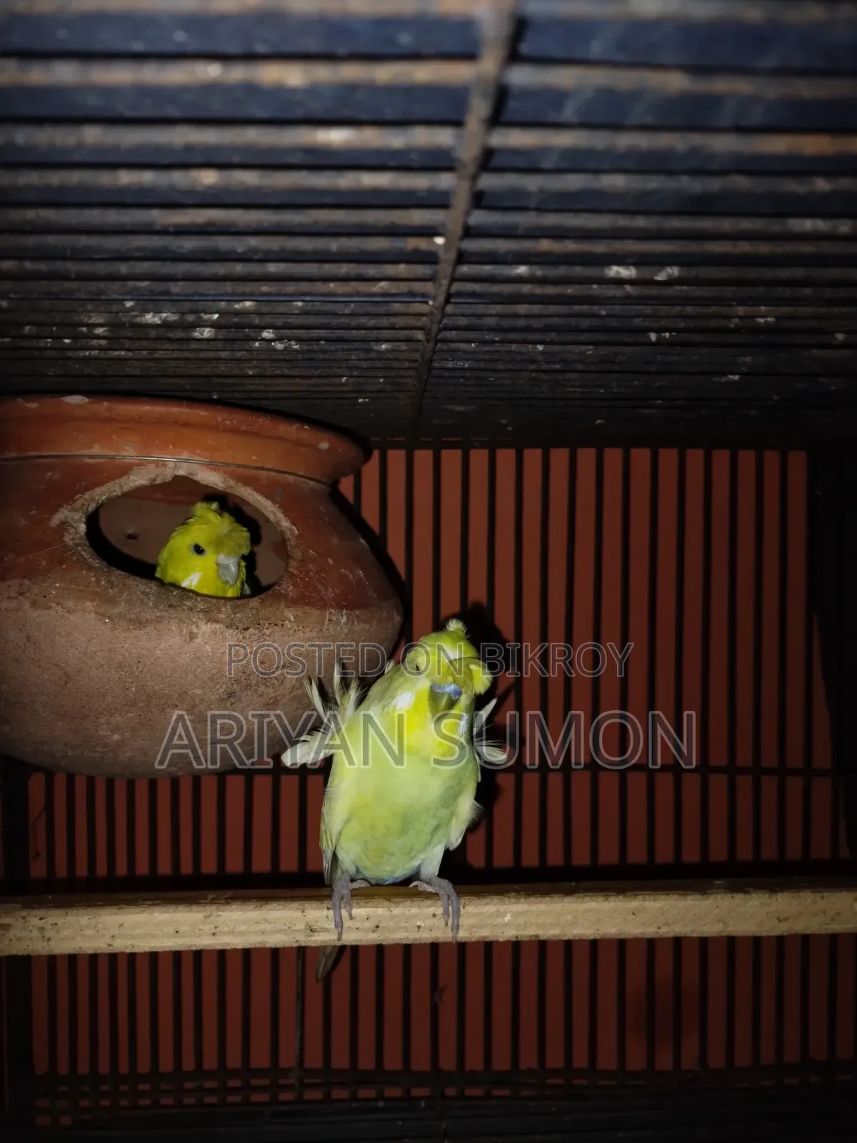 1 Pair Japanese Budgerigar Birds