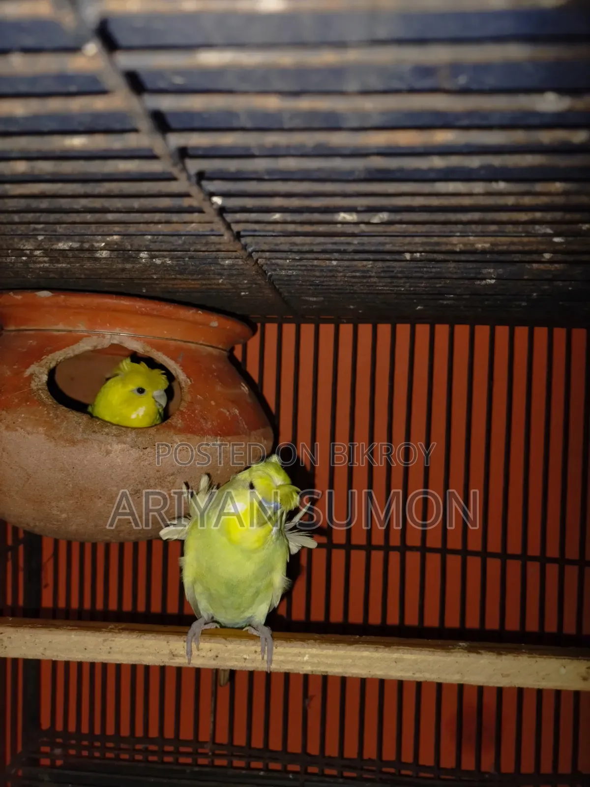 1 Pair Japanese Budgerigar Birds