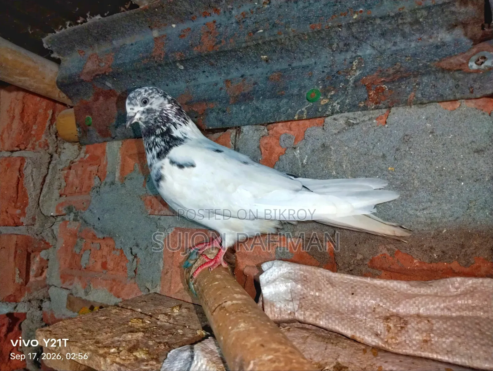 Shialkuti Hen Pigeon (Single)