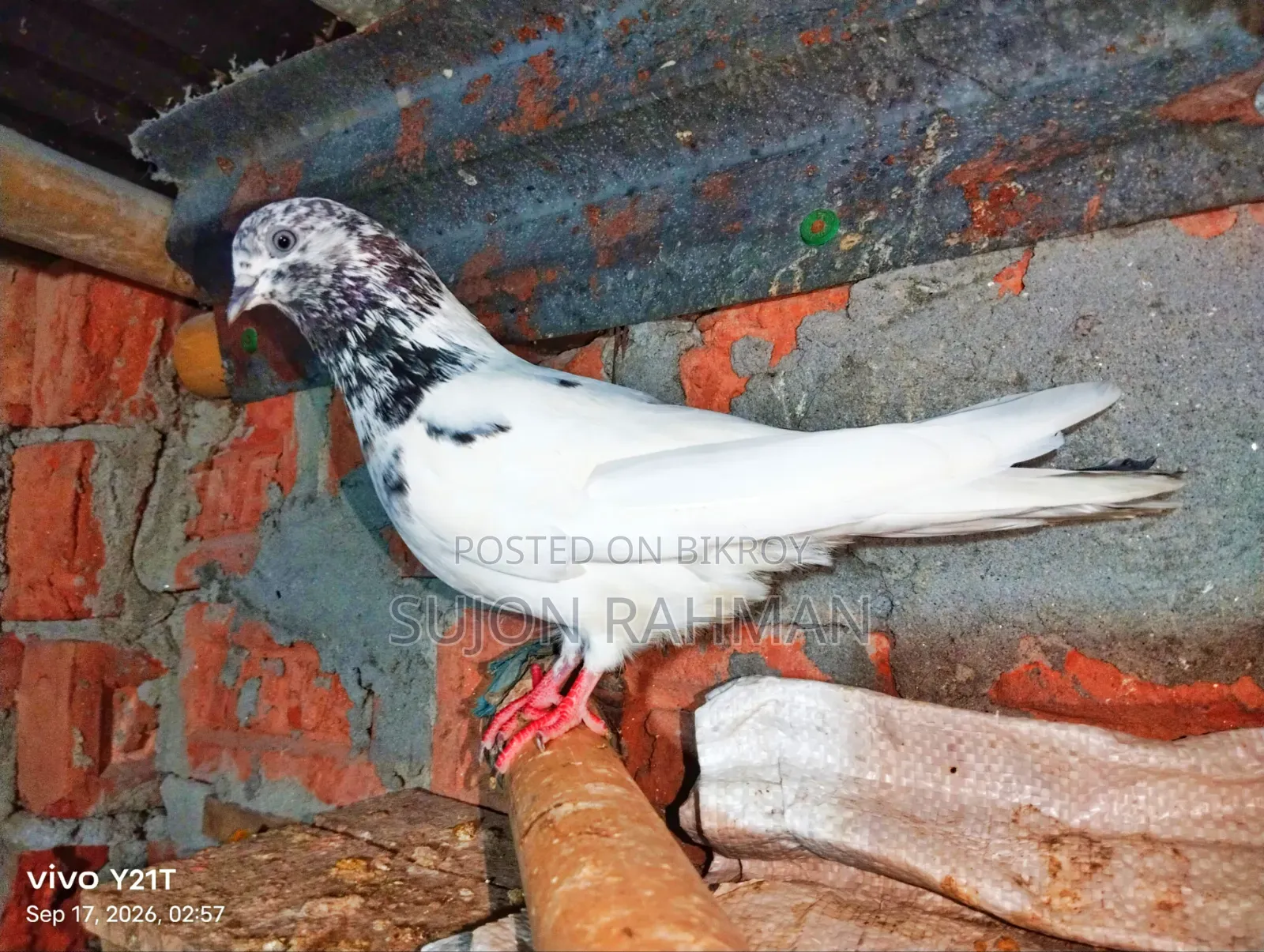 Shialkuti Hen Pigeon (Single)