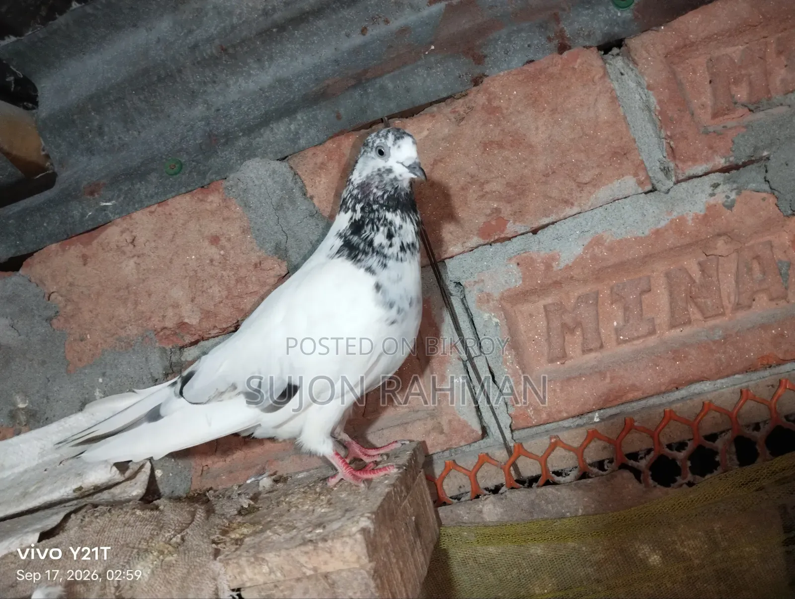 Shialkuti Hen Pigeon (Single)