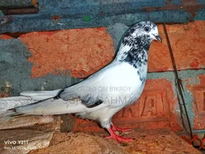 Shialkuti Hen Pigeon (Single)