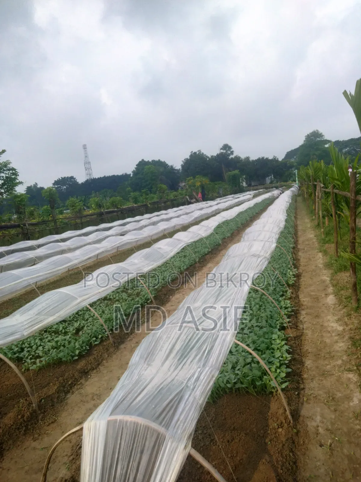 ১ হাজার পিস চারাগাছ