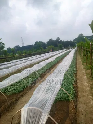১ হাজার পিস চারাগাছ