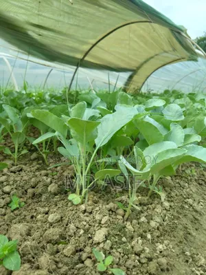 ১ হাজার পিস চারাগাছ