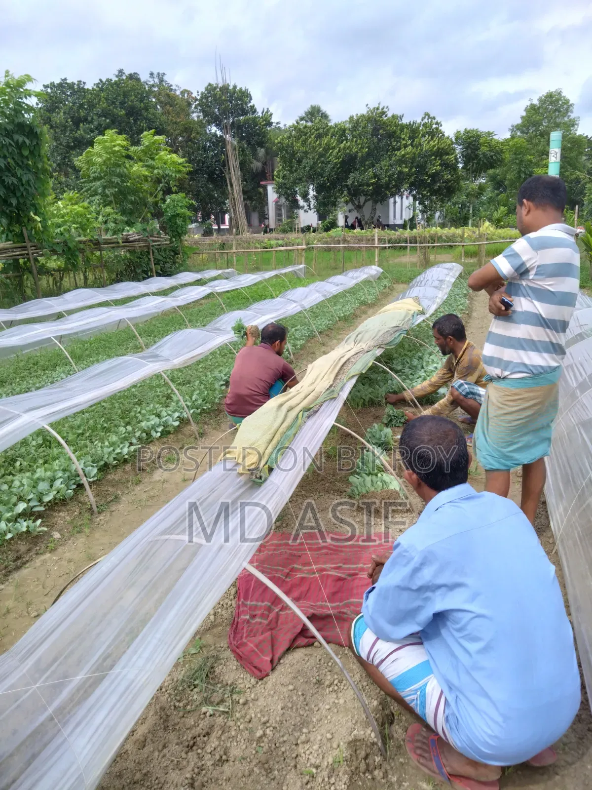 ১ হাজার পিস চারাগাছ