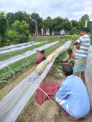 ১ হাজার পিস চারাগাছ