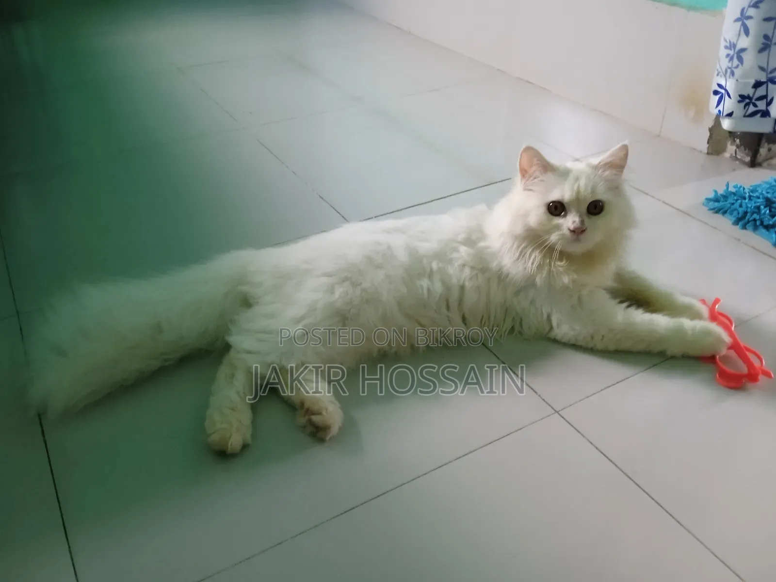 3 to 6 months Male Purebred Persian