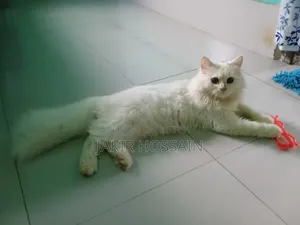 3 to 6 months Male Purebred Persian