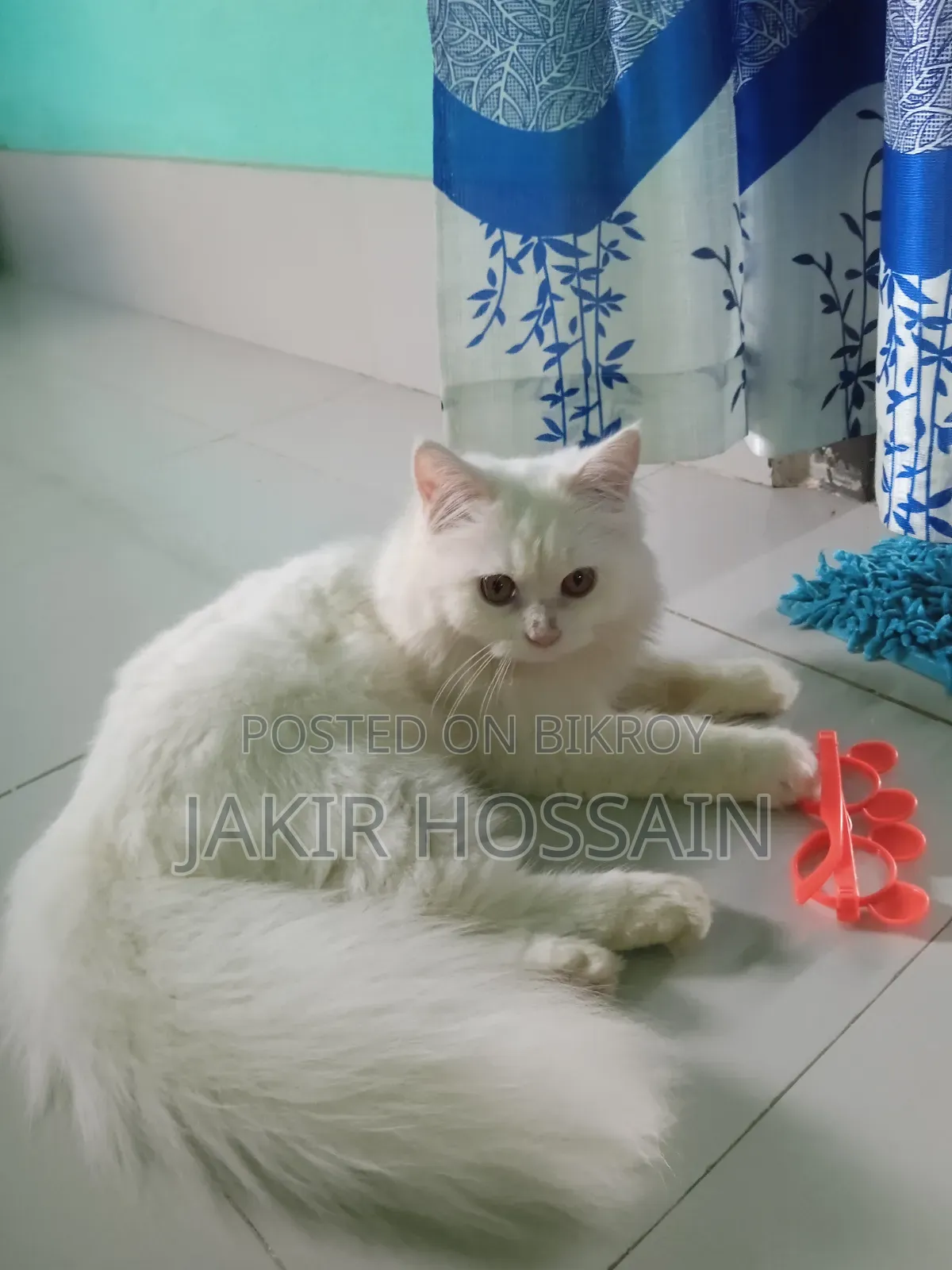 3 to 6 months Male Purebred Persian