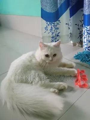 3 to 6 months Male Purebred Persian