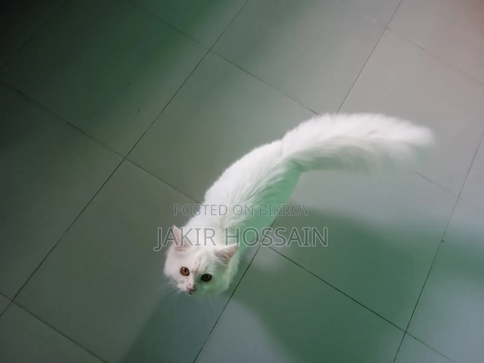 3 to 6 months Male Purebred Persian