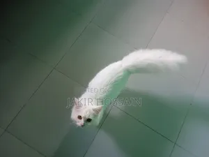 3 to 6 months Male Purebred Persian