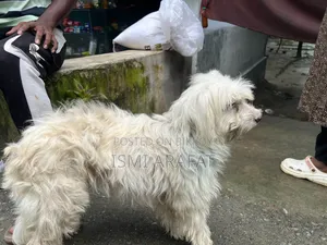 6-12 months Female Mixed Breed Maltese