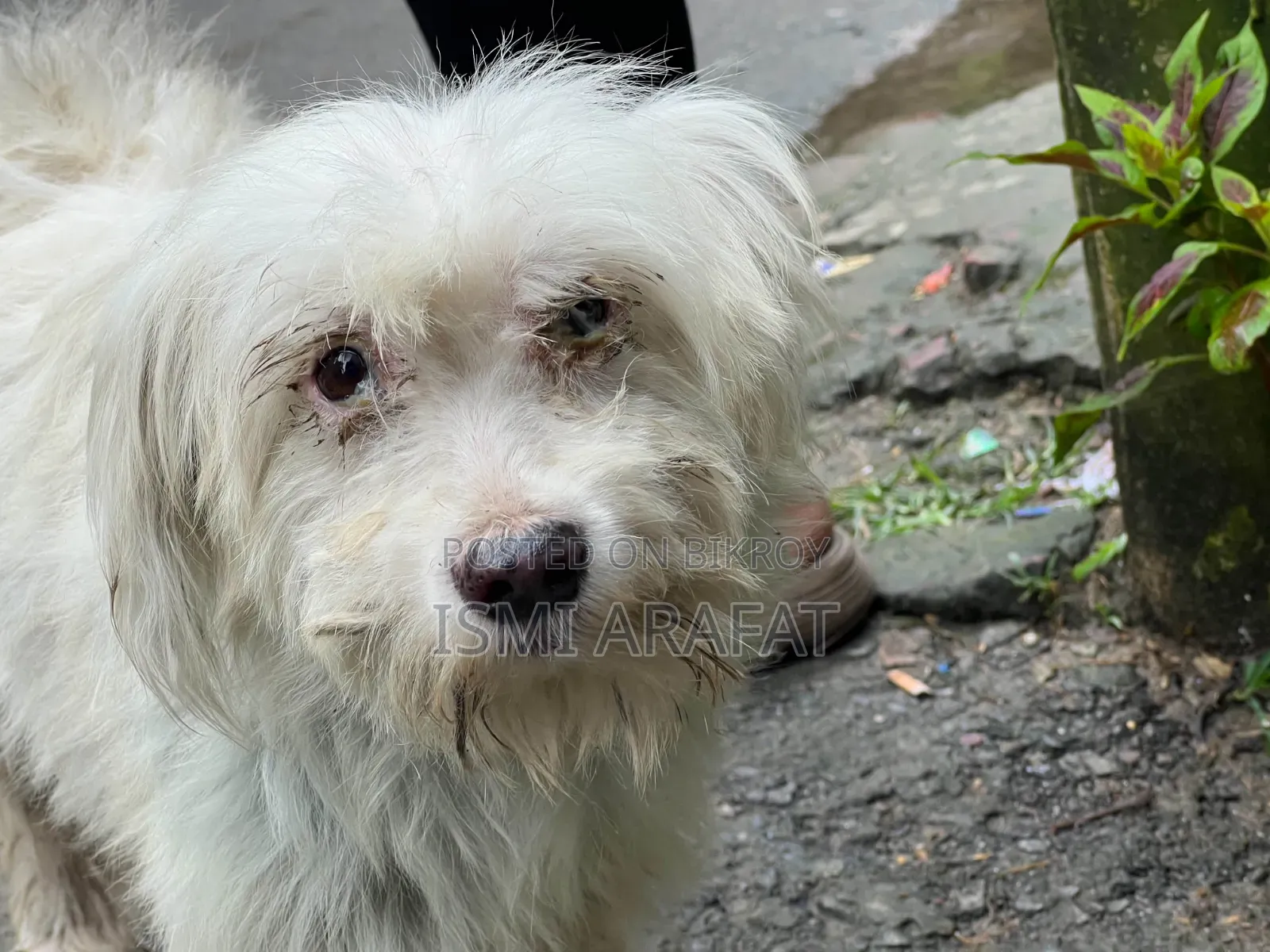 6-12 months Female Mixed Breed Maltese