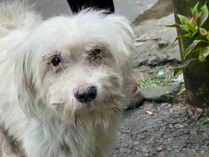 6-12 months Female Mixed Breed Maltese