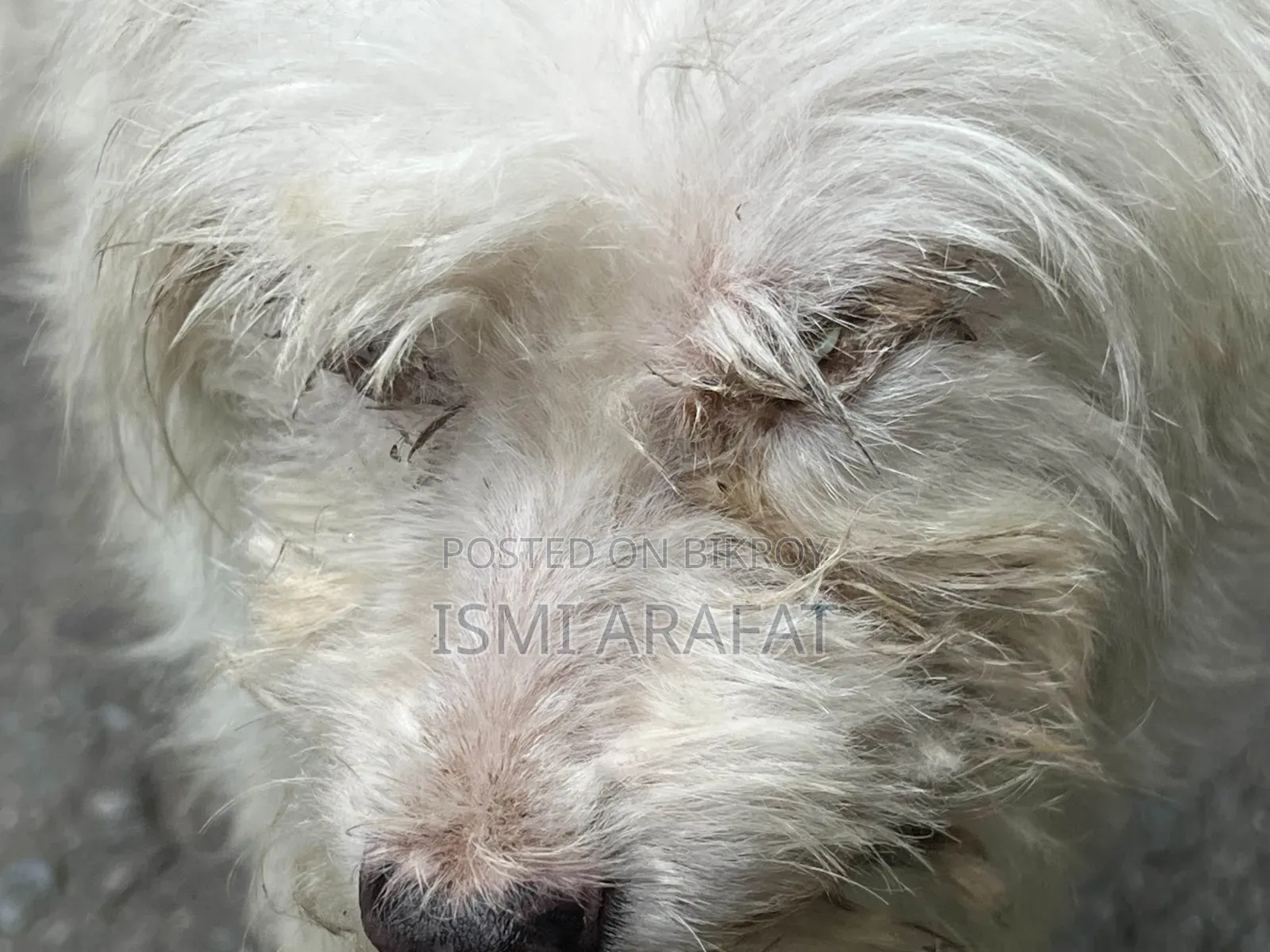 6-12 months Female Mixed Breed Maltese