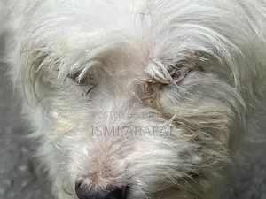 6-12 months Female Mixed Breed Maltese