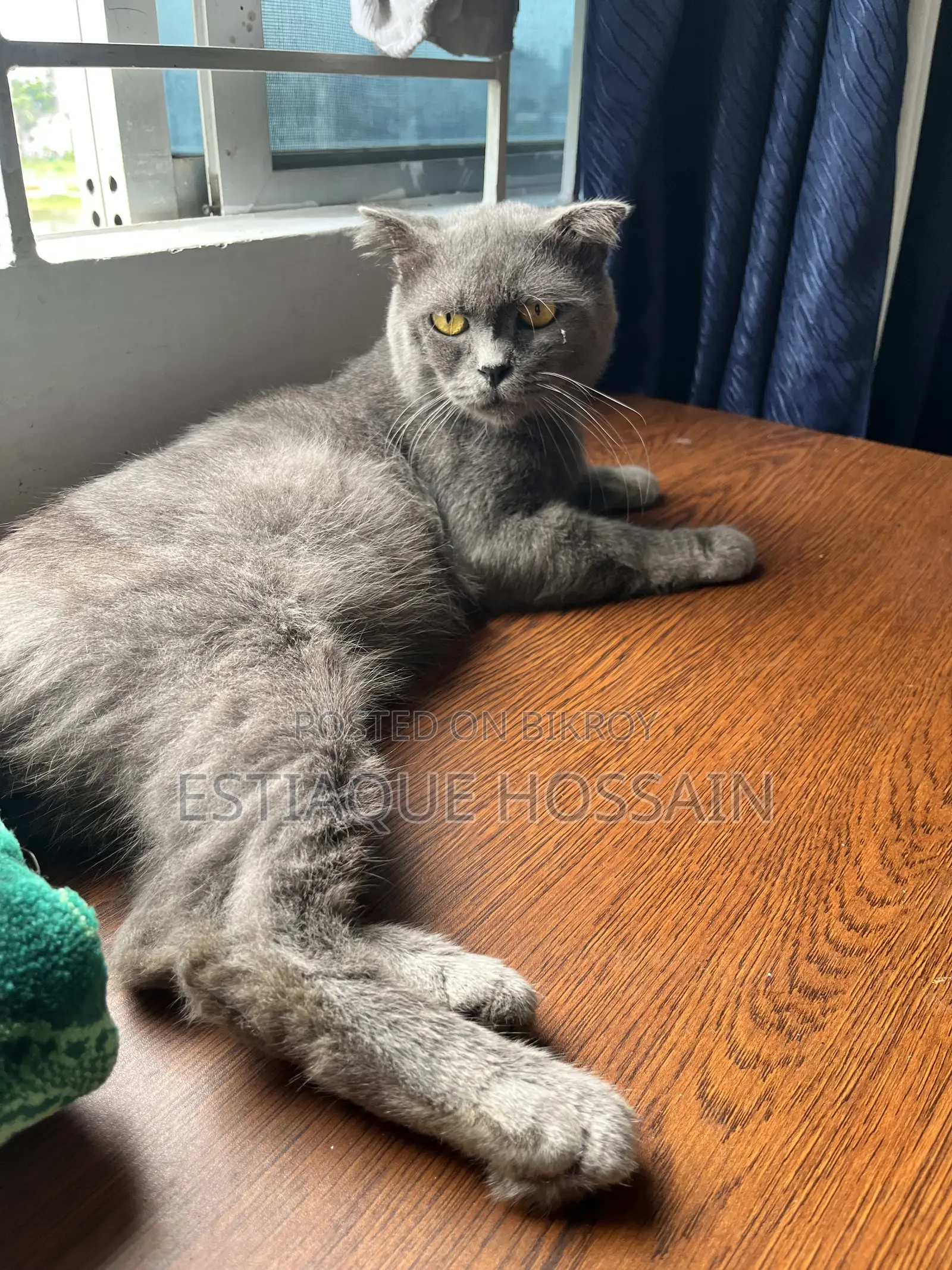 1+ year Male Purebred Scottish Fold