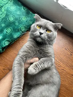1+ year Male Purebred Scottish Fold