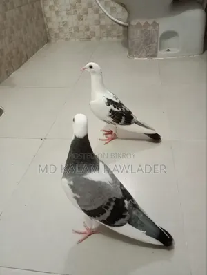 Name of Pigeon: Racer Pite, Age: 3 months, Gender: Male and Female Both
