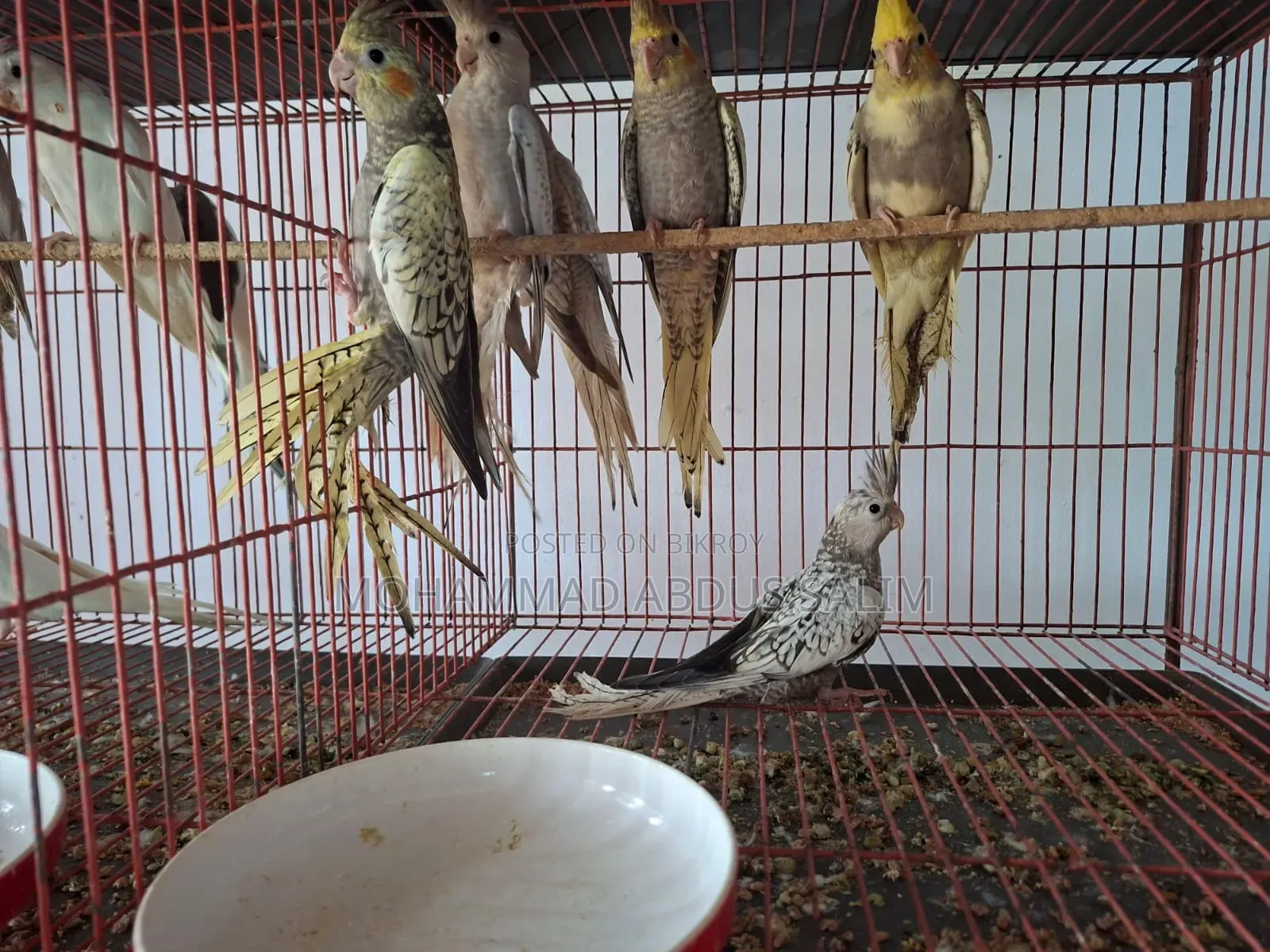 Cockatiel Bird