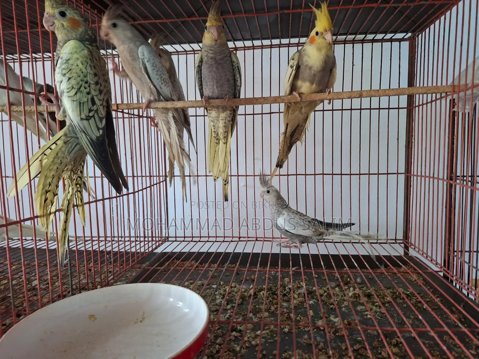 Cockatiel Bird