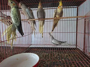 Cockatiel Bird