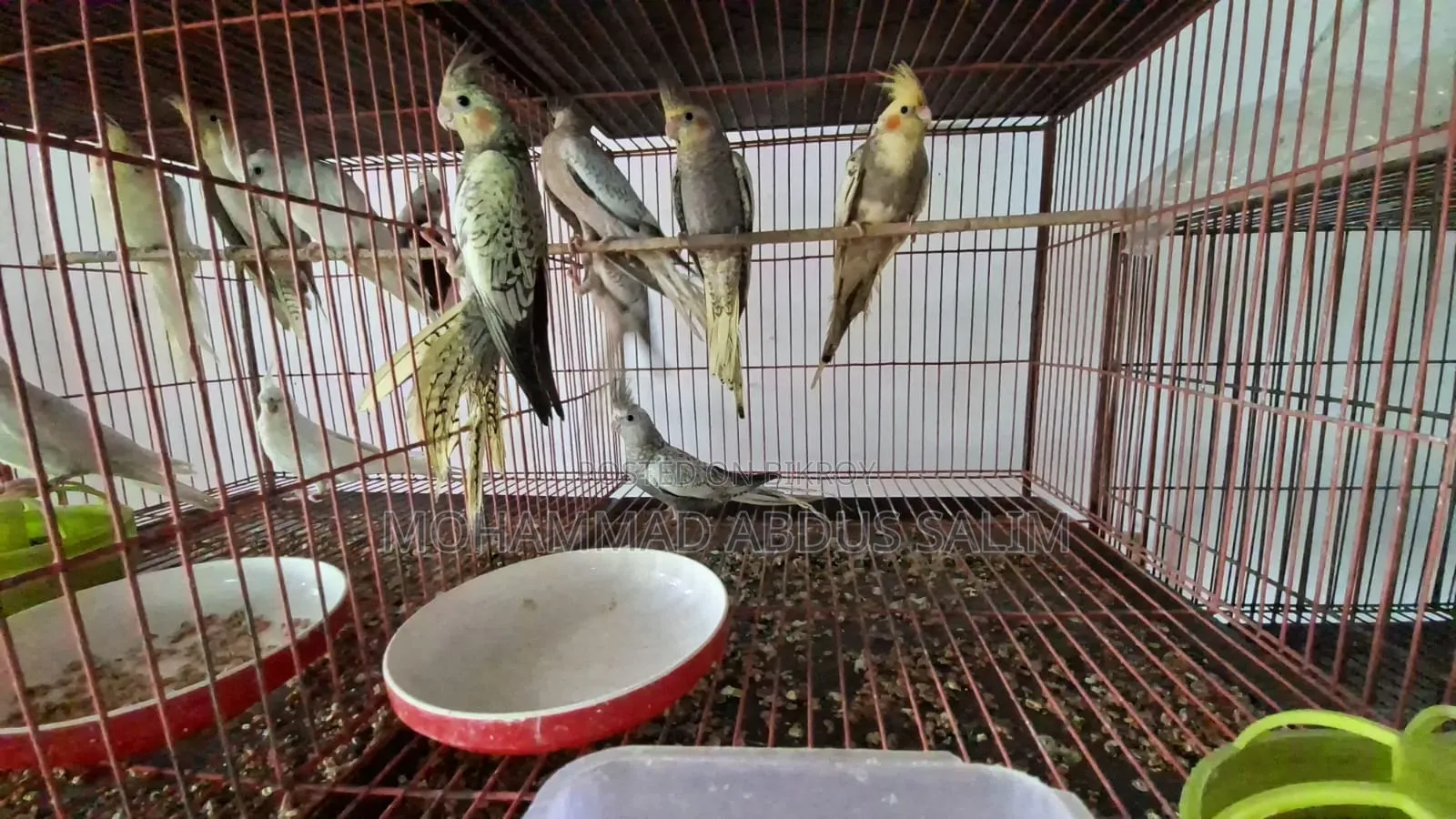 Cockatiel Bird