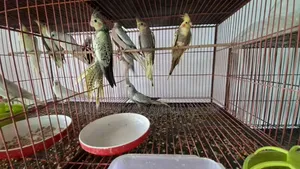Cockatiel Bird