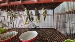 Cockatiel Bird