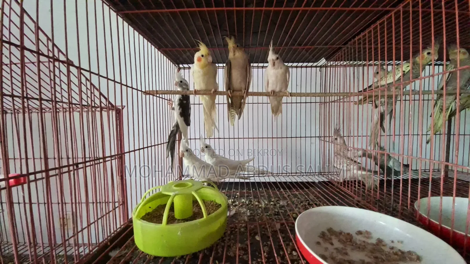 Cockatiel Bird