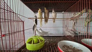 Cockatiel Bird