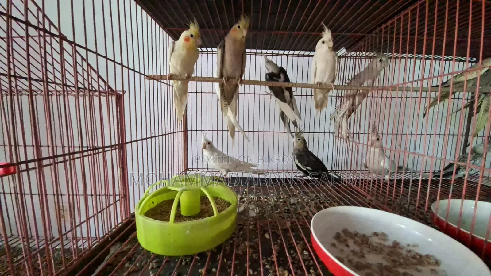Cockatiel Bird