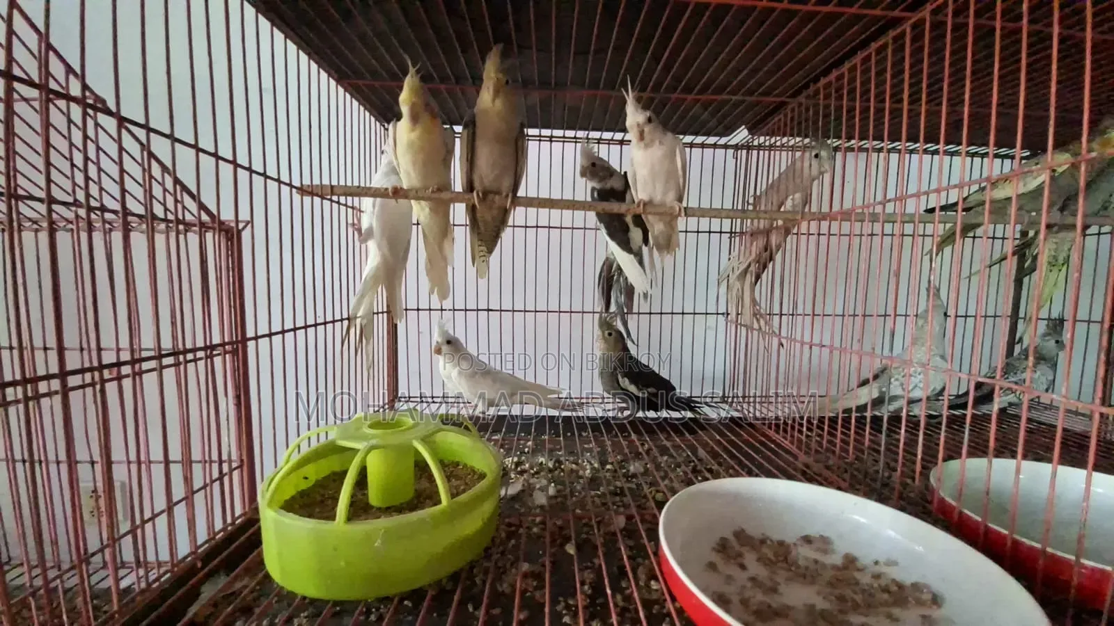 Cockatiel Bird