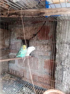 Running Budgie Birds Will Be Sold