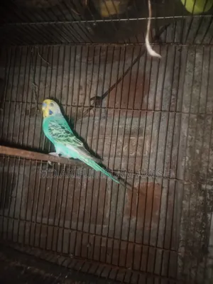 Running Budgie Birds Will Be Sold