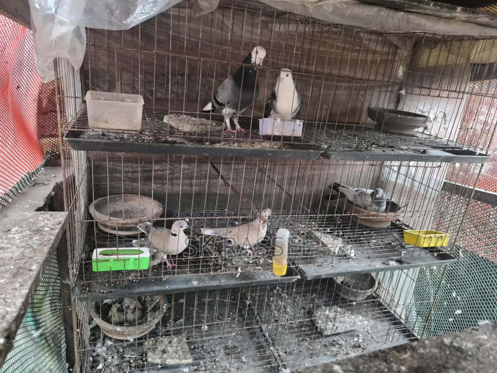 Kabiita will be sold