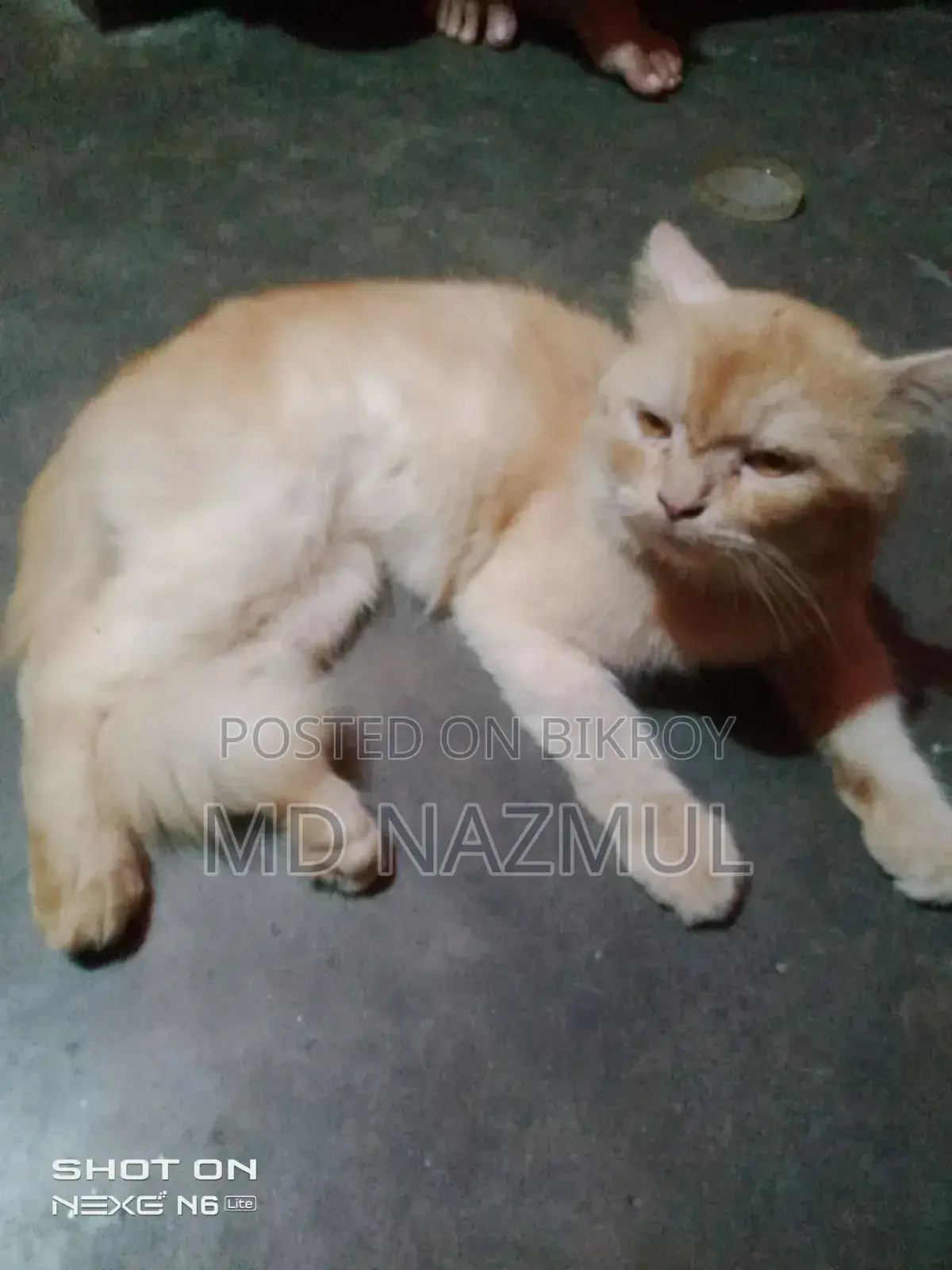 3-6 months Male Purebred Persian