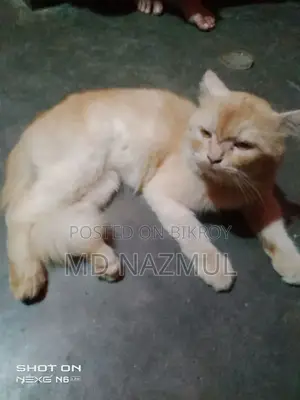 3-6 months Male Purebred Persian