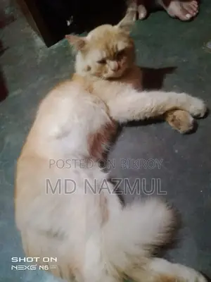 3-6 months Male Purebred Persian