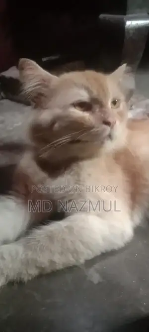 3-6 months Male Purebred Persian