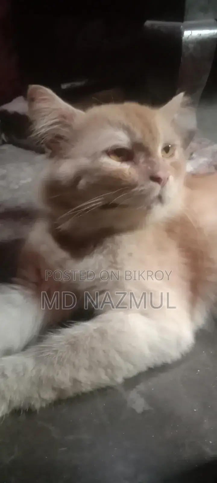 3-6 months Male Purebred Persian