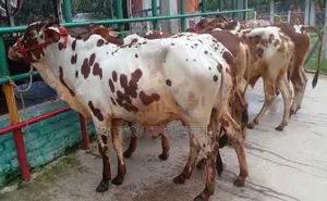 ১৬৬২নং ৬টি এড়ে বাছুর বিক্রয় হবে।